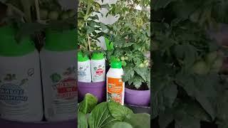 Антистрессовый коктейль для рассады
