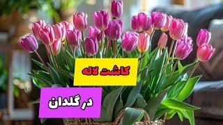 برای سفره عیدت لاله بکار