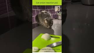 watch this cat reacting to chopping onions pt 2 #shorts #viralshorts #cats #catsoftiktok