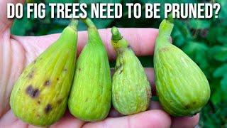 Do Fig Trees NEED to be Pruned? Prune Like a Pro w/ These Tips