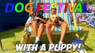 I Took My Golden Retriever To A DOG FESTIVAL