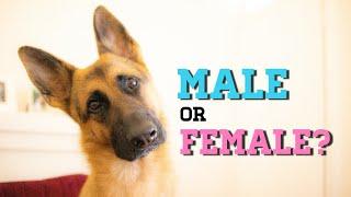 Should I get a male or female German Shepherd?