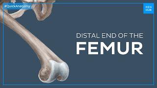 Anatomy of the distal end of the femur - Quick Anatomy | Kenhub