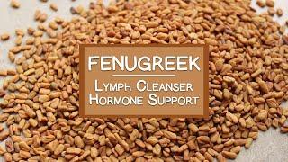 Fenugreek Seeds and Sprouts, A Lymph Cleanser and Hormone Booster