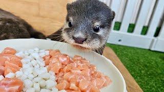 Baby otters are trying baby food for the first time!