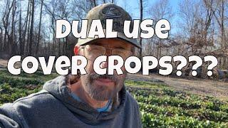 Dual Use Cover Crops: Discover the Power of Turnips 