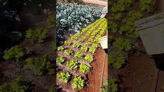 essa é pra quem tem horta no quintal #dicas #agronomia #vidanaroça #horta #plantas #soudosertao