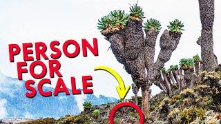 The Tree Impersonator That’s Climbing Kilimanjaro