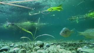 fishes in lake Jarun