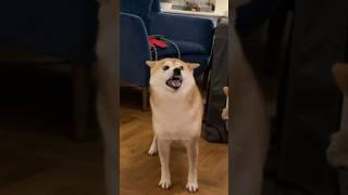 top 10 most wanted gumples (out with the goobie woobies) #cutenessoverload