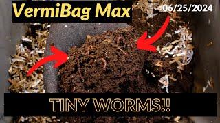 Vermibag Max -  Tiny Red Worms 06/25/2024