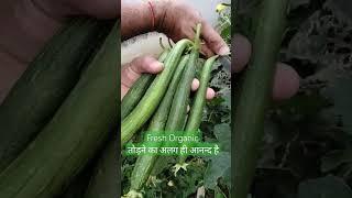 Joy of harvesting fresh organic sponge gourd #shorts