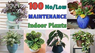 100 Low Light Low Maintenance Plants | Low Maintenance Indoor Plants | Plant and Planting