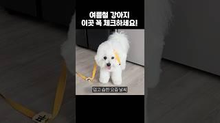 덥고 습한 날씨가 강아지에게 위험한 이유 (반드시 체크하세요)