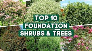 10 Shrubs & Trees You Can Plant Close to The House   | Foundation Plants 