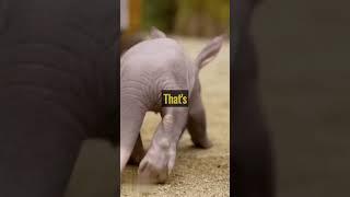 Incredible Aardvark Facts: Earth's Unique Burrower Revealed