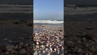beautiful Shell  sea shells beach view Ocean Waves  #shorts #beach #trending #lifestyle