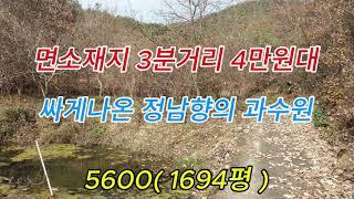 주위간섭없는 실평수 2천평이상되는과수원 #의성촌집#의성주택#의성땅#의성부동산#군위땅#영천땅#의성주말농장#의성임야#경북땅