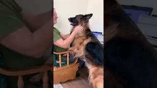 German Shepherd Always Ask For Attention! Certified Papa’s Girl | Prada The Dog