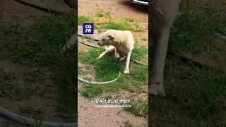 4 발목이 다 잘라진  백설이 구조 #동물구조
