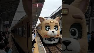 All Aboard the Pomeranian Express!  Cutest Train Ever! #Pomeranian #PuppyTrain #ViralShorts