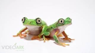 Two critically endangered Costa Rican lemur leaf frogs (Agalychnis lemur)