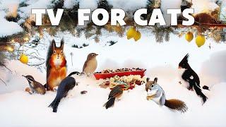 Birds Video for Cats to Watch  Beautiful Birds Chirping on Christmas Eve & Relaxing Bird Songs