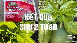 Kết Quả Sau 2 Tuần Trị Sâu Vẻ Bùa Cuốn Lá tt750