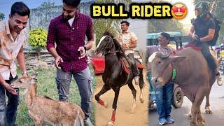 PEHELWAN FARMS Pr SULTAN Jhote Waale BULL RIDER Aagye 