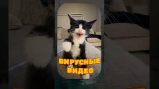 ВИРУСНЫЕ ВИДЕО / Кошачьи Лапки 