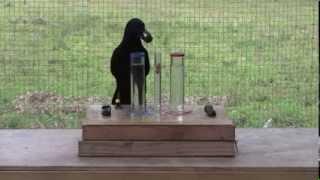 Causal understanding of water displacement by a crow