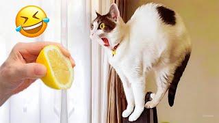 Best Funny Animal Videos 2024  Funny Videos About Dogs and Cats That Make You Can't Stop Laughing