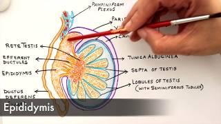 Gross Anatomy and Histology of Testes