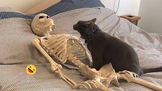 Funny Dogs And Cats Videos 2023  - Best Funniest Animal Videos Of The Month  #1