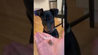 German Pinscher Puppy Masters Patience Training #puppy #germanpinscher