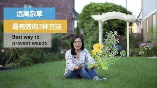 163•杂草并不可怕，重在预防，简单3点让你远离杂草的烦恼