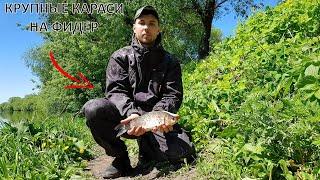 Попали на клёв КРУПНОГО КАРАСЯ на ФИДЕР | Речной карась в МАЕ