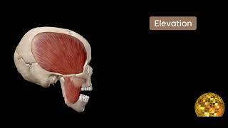 MUSCLES OF TMJ | Movements of TMJ | Temporomamdibular joint