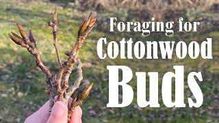 How to Identify Cottonwood Trees | Cottonwood Tree Buds for Beginners | Health Benefits & Uses