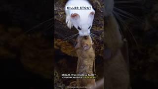 Serial Killer Stoat: The Fearless Hunter of the Animal Kingdom!  #nature   #wildlife   #stoat