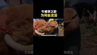 耕牛被宰之前，为何会流出眼泪？听完令人心疼！