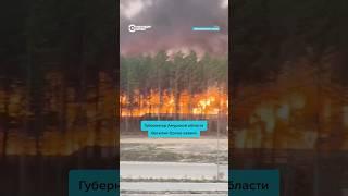 Масштабный лесной пожар в Амурской области приблизился к городу Циолковский #россия #пожар