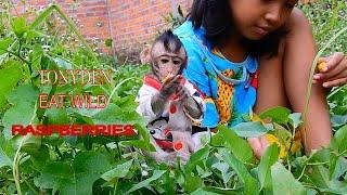 Next video Baby monkeys pick wild fruits