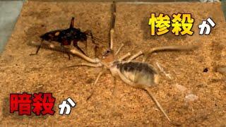 ヒヨケムシ VS トウモンオオサシガメ  Camel Spider VS Assassin Bug