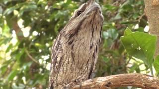 Tawny Frogmouth Camouflage Technique