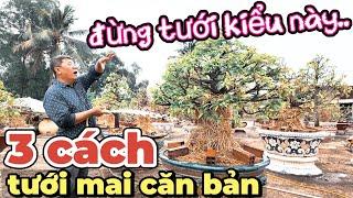 3 cách tưới mai căn bản Út Đực hướng dẫn anh em mới tập chơi tránh cây bị lá me lá mỏng vàng khô rễ