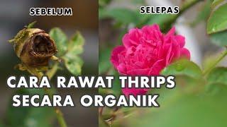 [BARAKALLAHUFIK] CARA RAWAT THRIPS SECARA ORGANIK | LITTLE SQFT