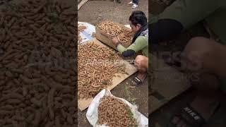 Harvesting the Sweetest Tamarind "Sampaloc" from young grafted trees!