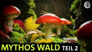 Mythos Wald ‒ Kampf ums Licht | Erlebnis Erde