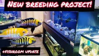 NEW RARE CICHLID BREEDING PROJECT!! + FISHROOM UPDATE